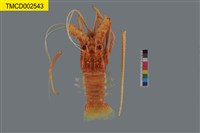 藏品(雜色龍蝦)的圖片